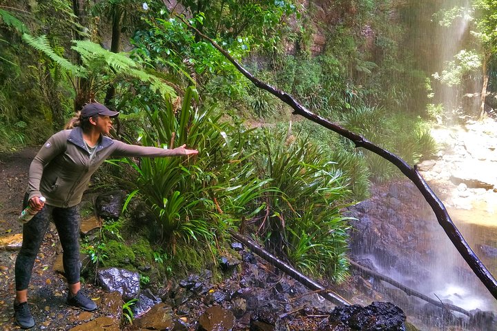 Rainforest & Waterfalls Extravaganza - Accommodation Sunshine Coast